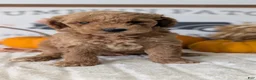 Mini Goldendoodle dogs for sale: Jax  - Ad 5