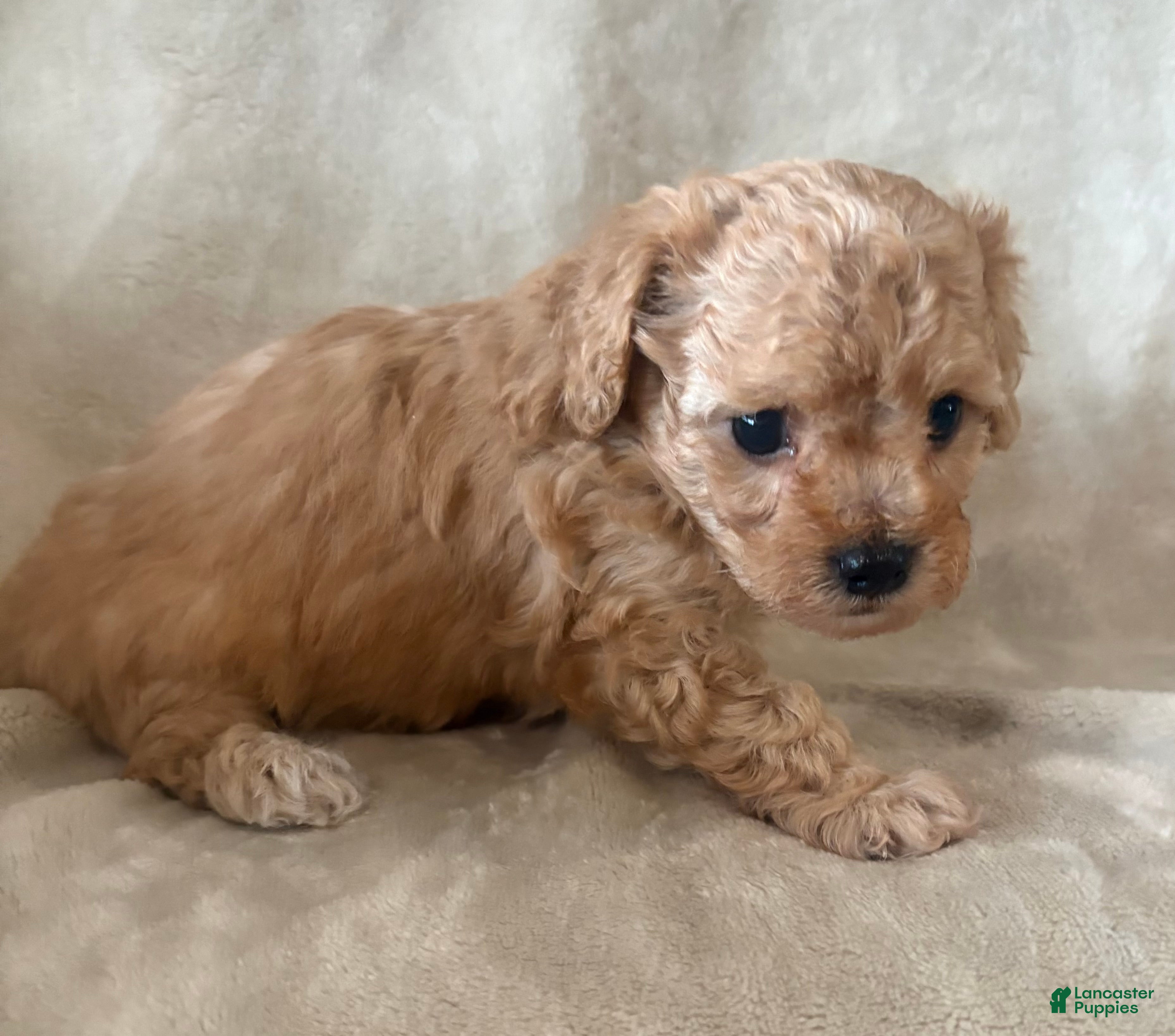 Maltipoo dogs Toffee - Ad 2