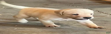 Labrador Retriever 