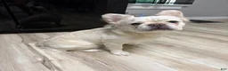 French Bulldog dogs for sale: French Bulldog 4 - Ad 2