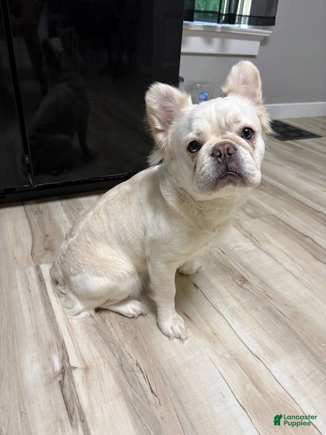 French Bulldog dogs for sale: French Bulldog 4 - Ad 2