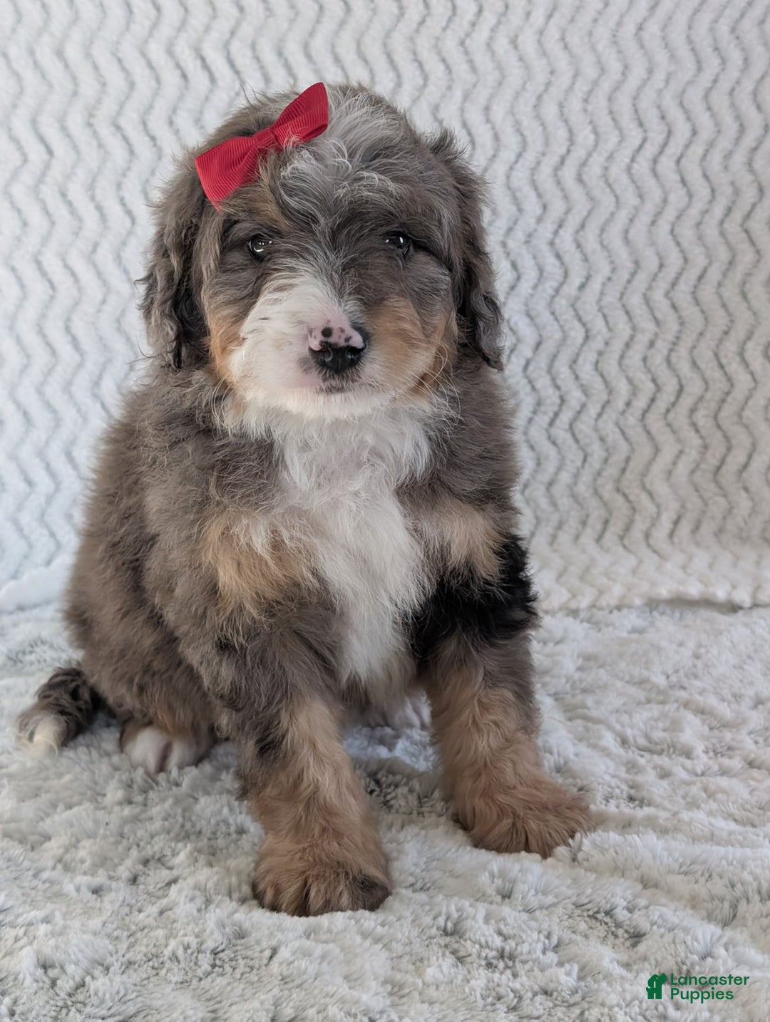 Mini Bernedoodle dogs for sale: Mini Banks  - Ad 13
