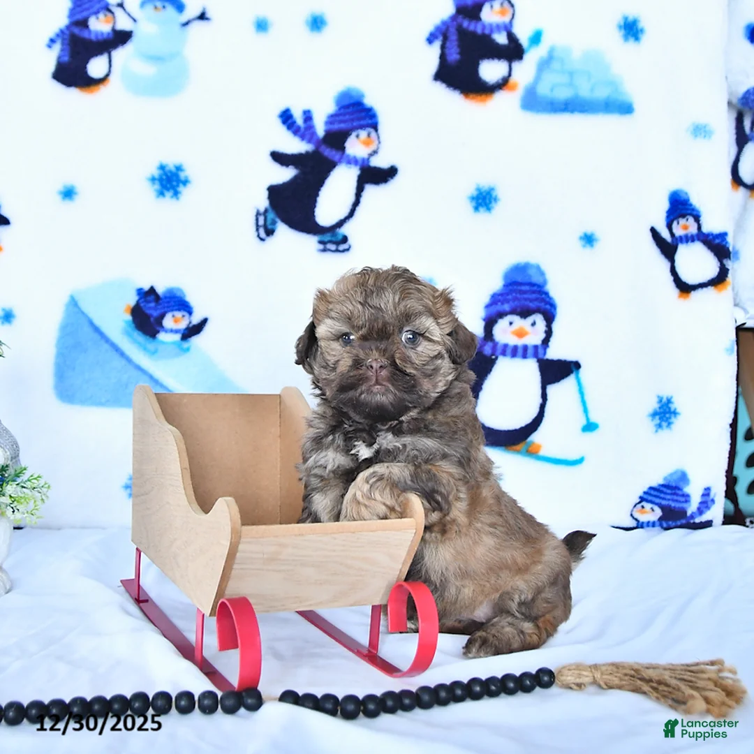 Shihpoo dogs for sale: Hazel - Ad 8