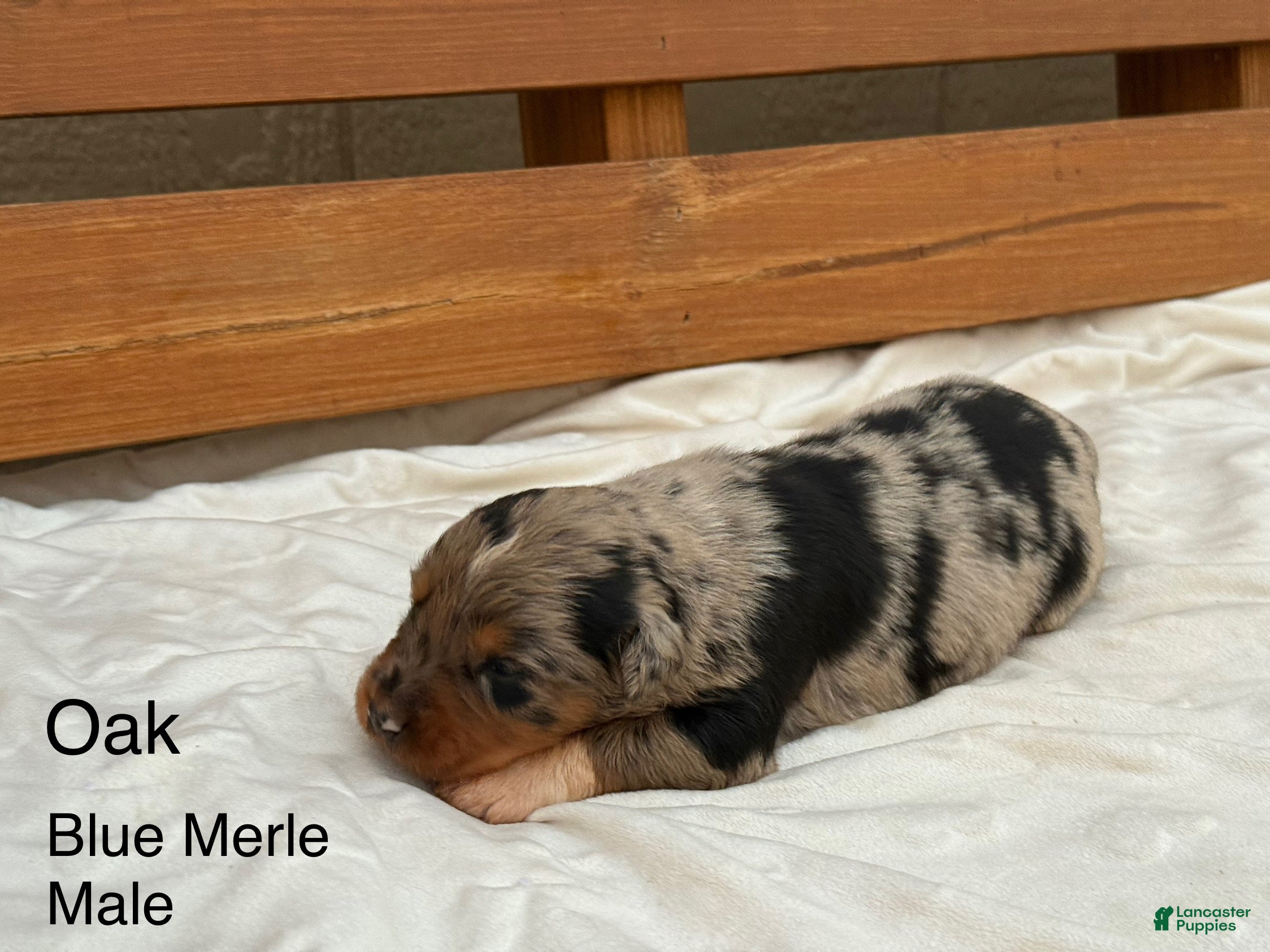 Australian Shepherd dogs Oak - Ad 7