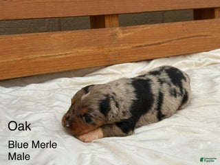 Australian Shepherd dogs Oak - Ad 7