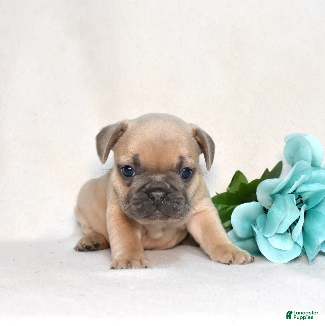 French Bulldog dogs for sale: Belle  - Ad 2