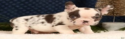 French Bulldog dogs for sale: Jenkins - Ad 1