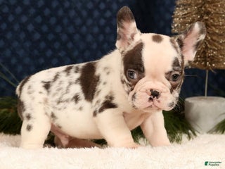 French Bulldog dogs Jenkins - Ad 2