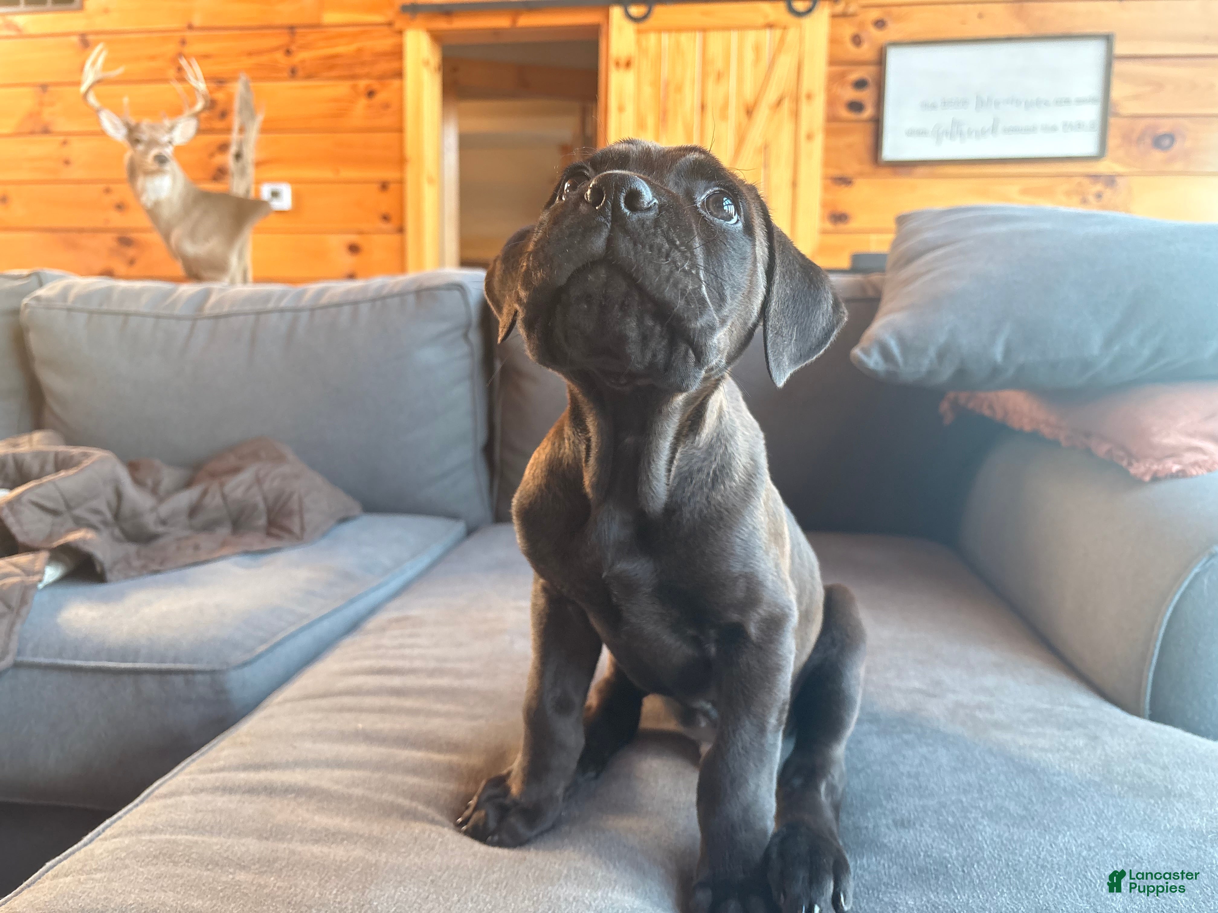 Cane Corso dogs Green boy - Ad 2
