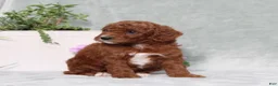 Miniature Poodle dogs for sale: Queenie - Ad 5
