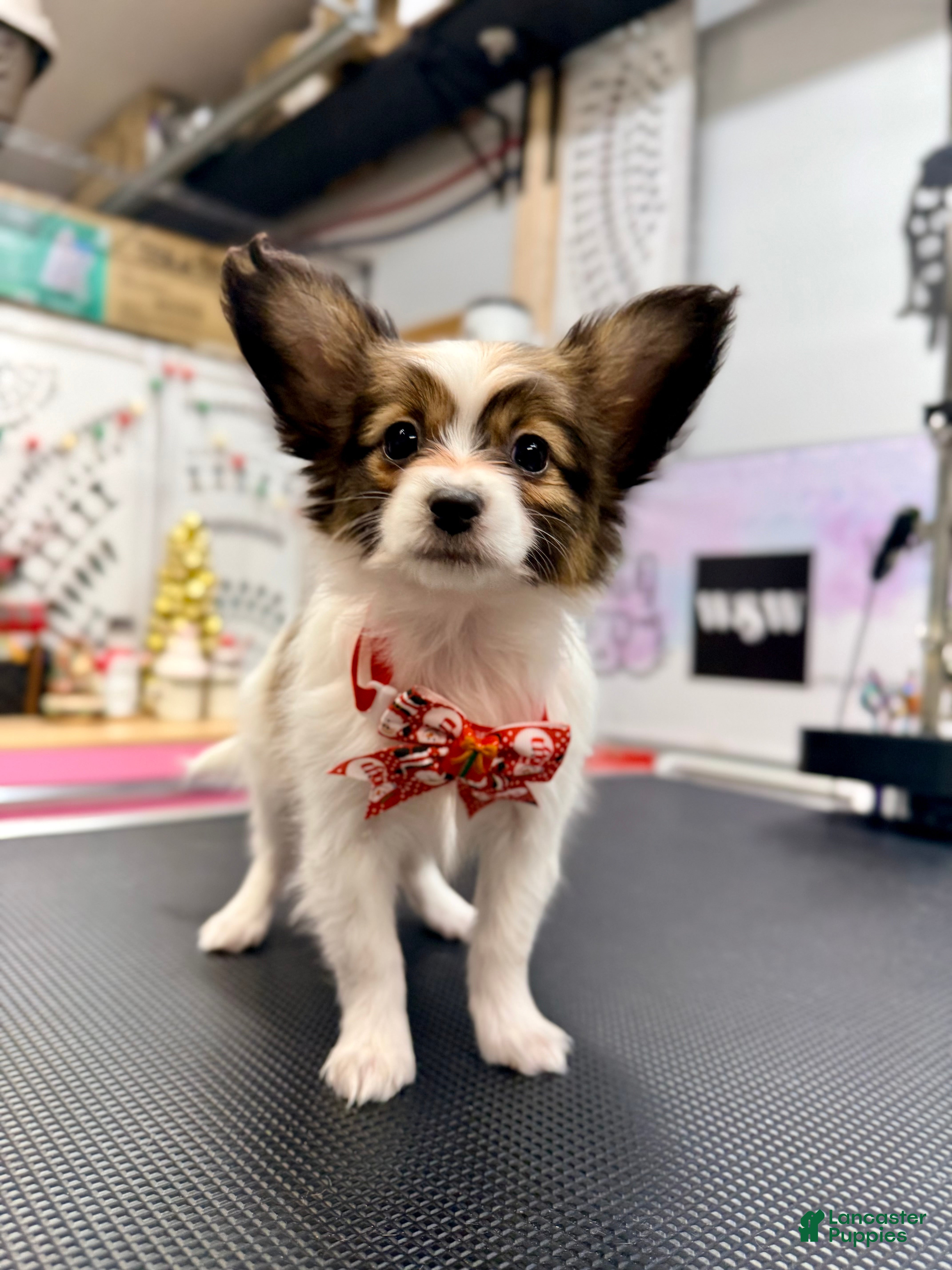 Papillon dogs Ember - Ad 27