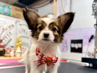 Papillon dogs Ember - Ad 27