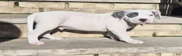 American Bully dogs for sale: "THA ROCK" WHITE WITH MERLE PATCHES - Ad 6
