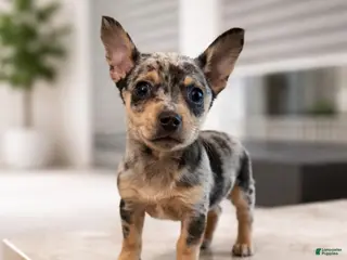 Chihuahua dogs Nacho - Ad 2