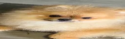 Pomeranian dogs for sale: Pomeranian Puppy 3 - Ad 5