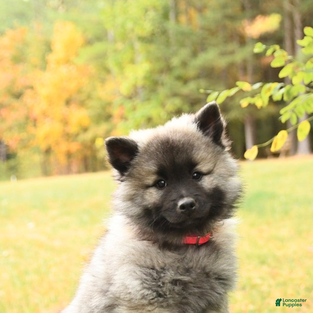 Keeshond dogs for sale: Nikki - Ad 5