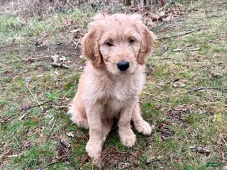 Double Doodle dogs Double Doodle Puppy 1 - Ad 2