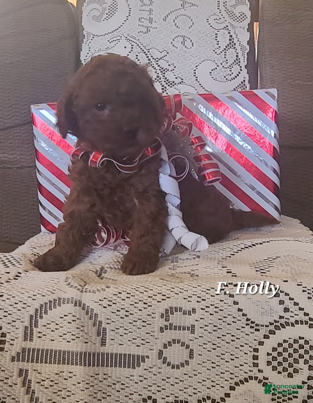 Miniature Poodle dogs for sale: Miniature Poodle Holly  - Ad 3