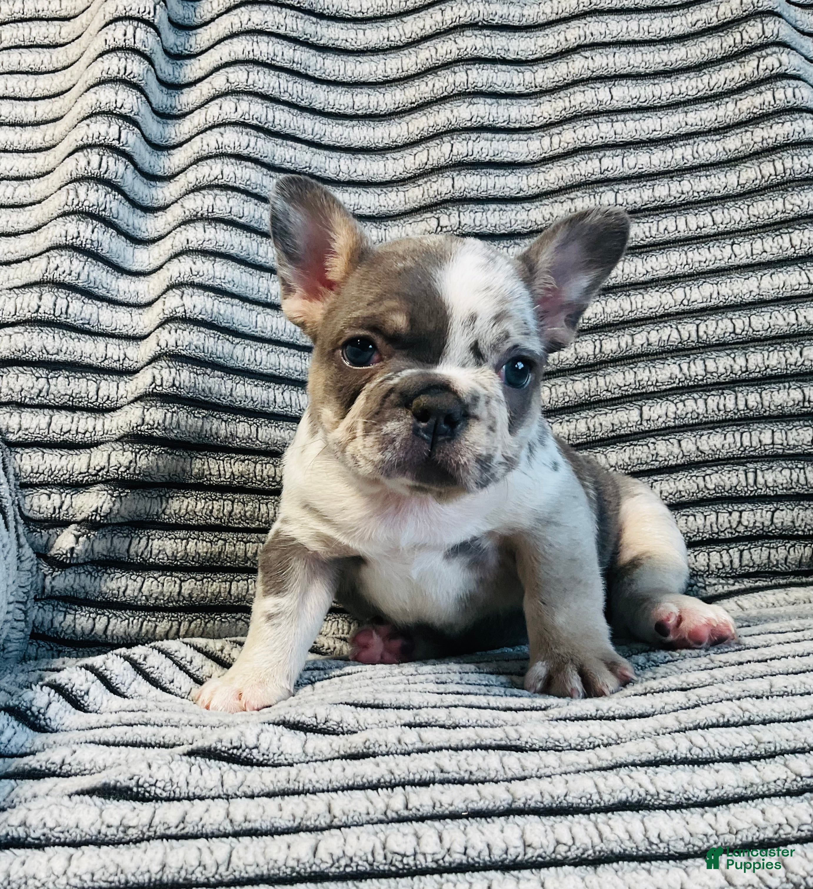 French Bulldog dogs Amber  - Ad 1