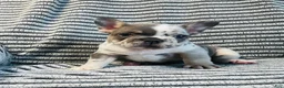 French Bulldog dogs for sale: Amber  - Ad 8