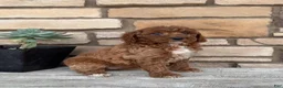 Mini Goldendoodle dogs for sale: Andrea - Ad 2