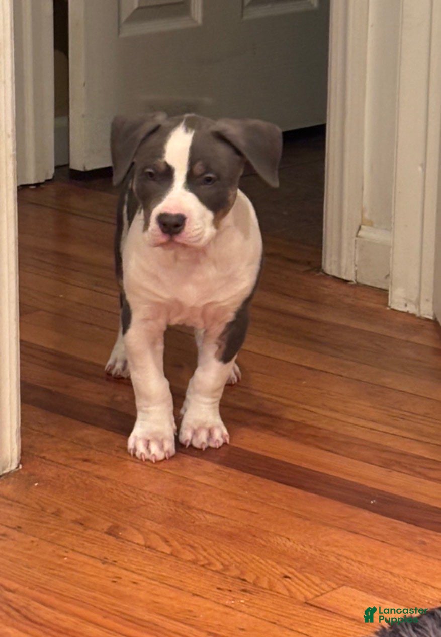 American Bully dogs Alpha-Al - Ad 2