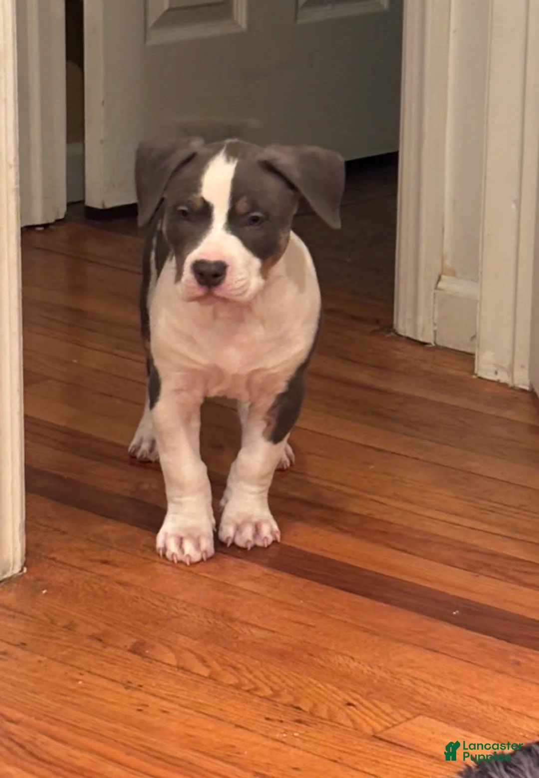 American Bully dogs for sale: Alpha-Al - Ad 2