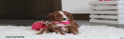 Cavapoo dogs for sale: Luna  - Ad 9