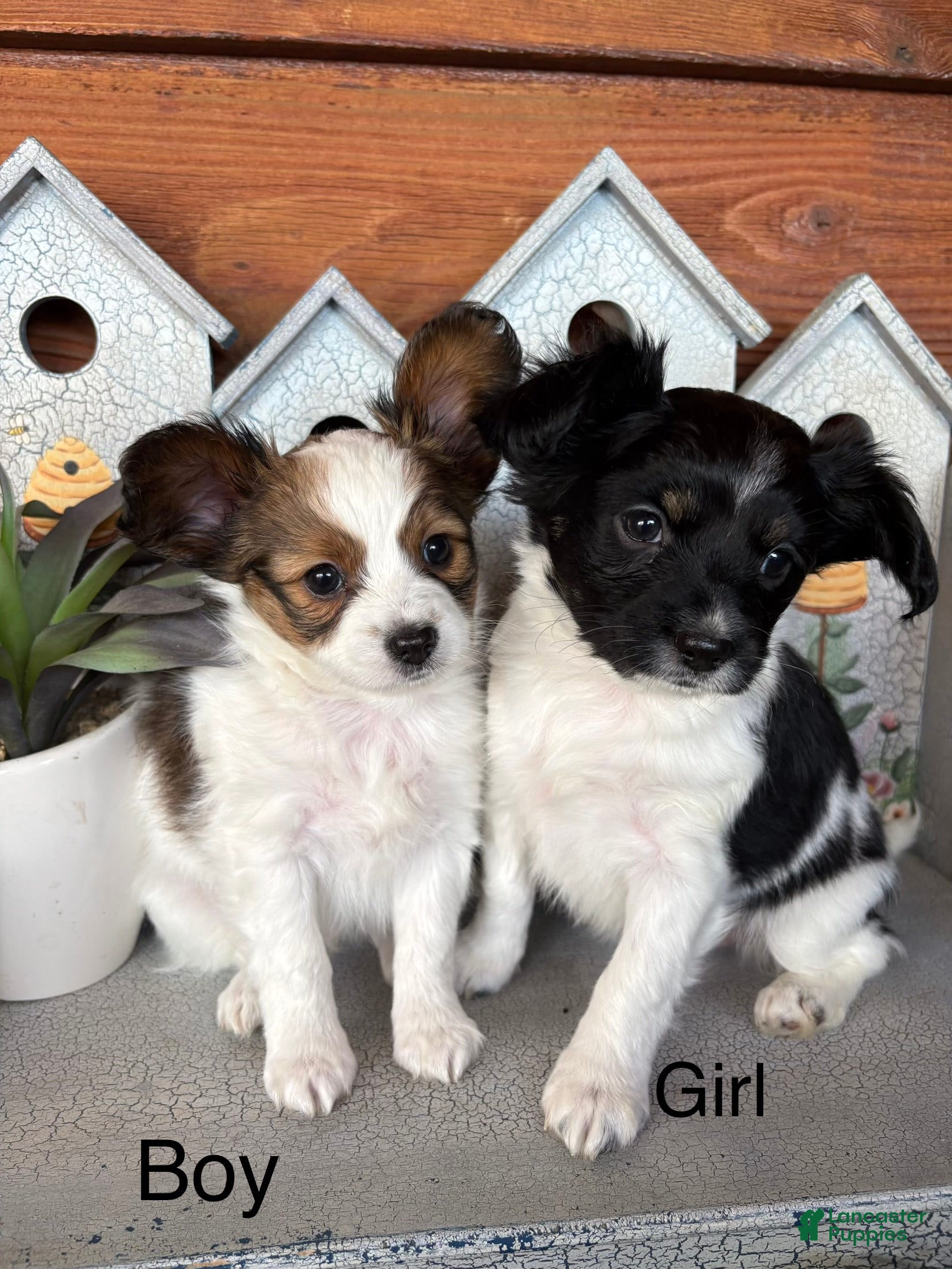 Papillon dogs Papillon Puppy 1 - Ad 14