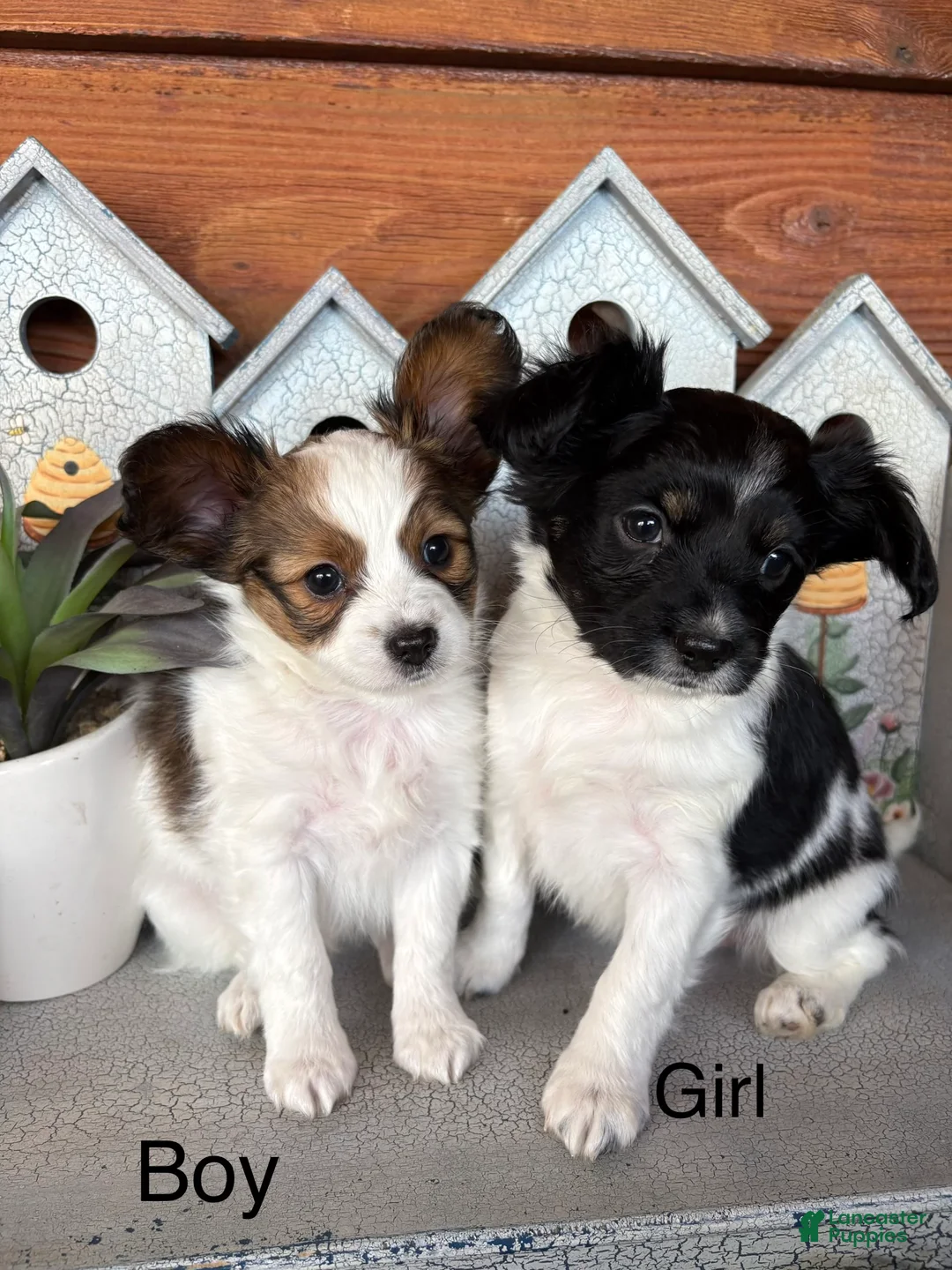 Papillon dogs for sale: Papillon Puppy 1 - Ad 1