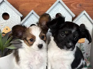 Papillon dogs Papillon Puppy 1 - Ad 14