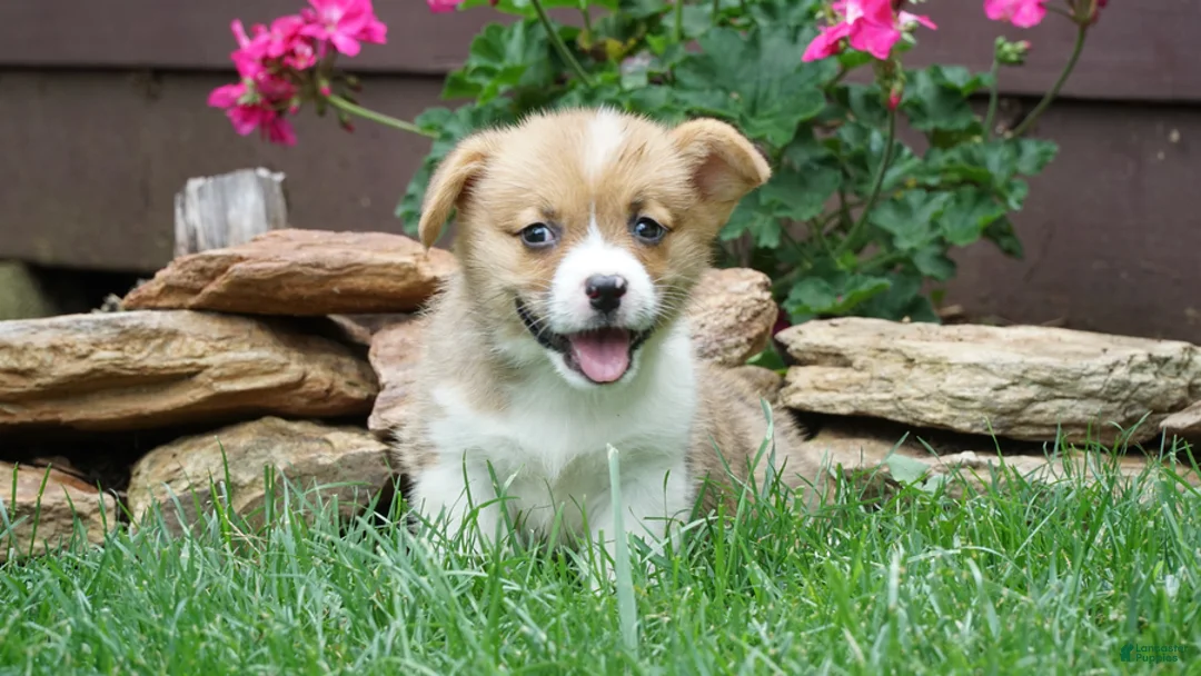 Welsh Corgi Pembroke dogs for sale: Fern - Ad 1