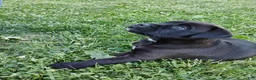 Mixed Breed dogs for sale: Lewis - Ad 6