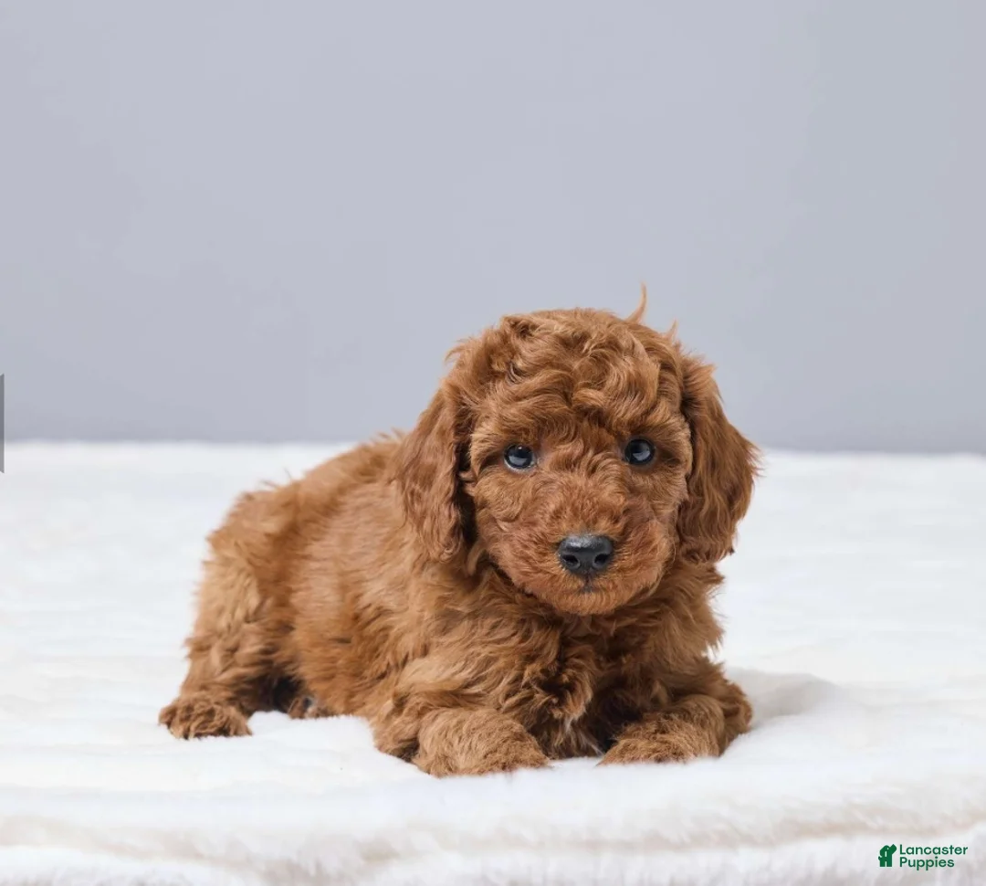 Miniature Poodle dogs for sale: Miniature Poodle Puppy 2 - Ad 3