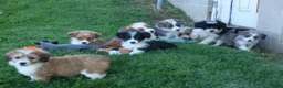 Corgipoo dogs for sale: NELLY - Ad 21