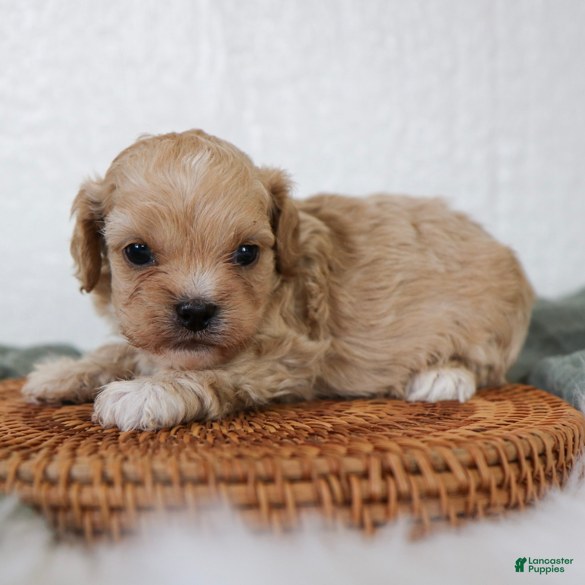 Cockapoo dogs Ranger Cockapoo  - Ad 1