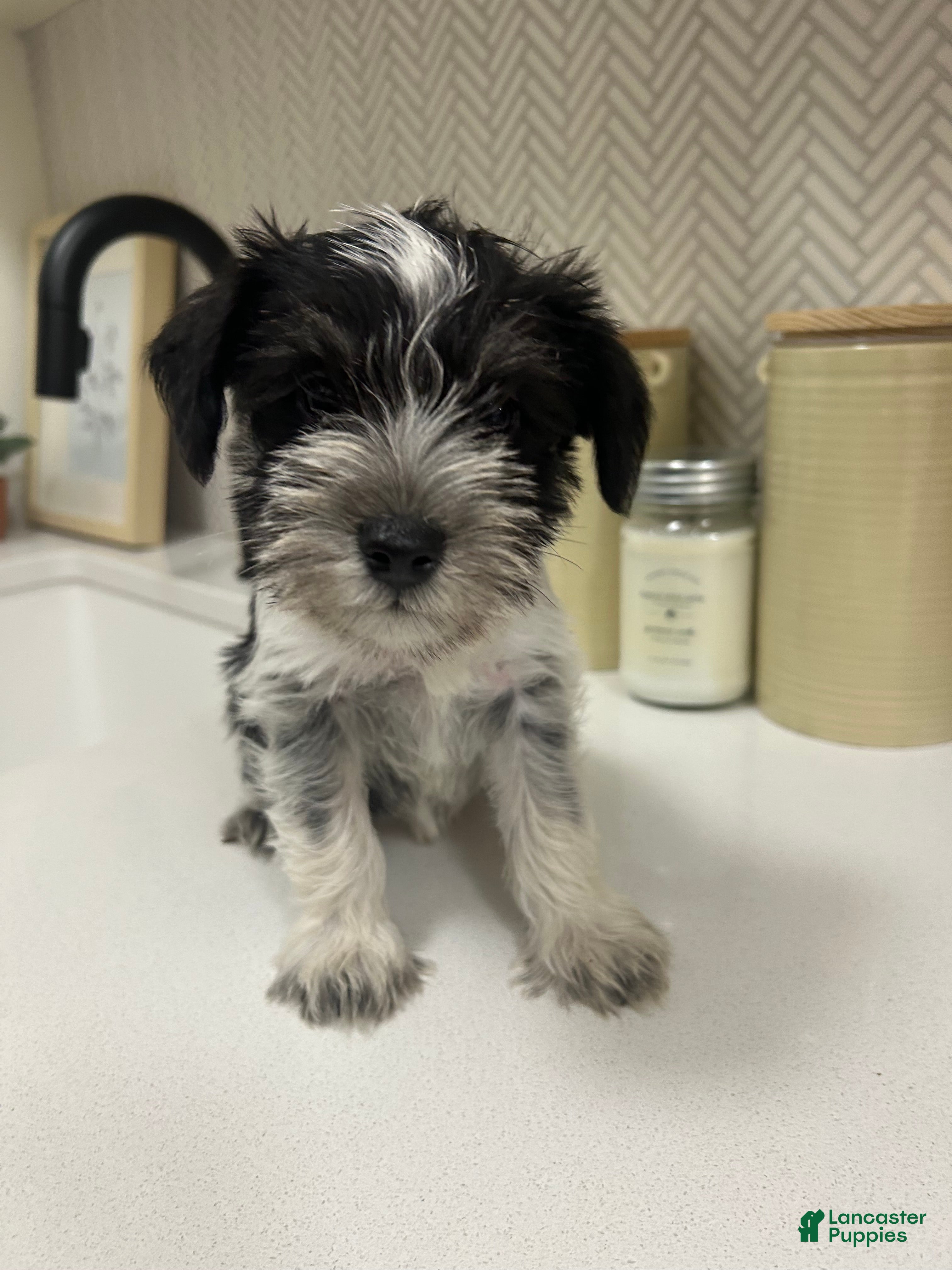 Miniature Schnauzer dogs for sale: Miniature Schnauzer 1 - Ad 29