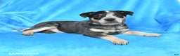 Australian Cattle Dog dogs for sale: Tucker - Ad 3