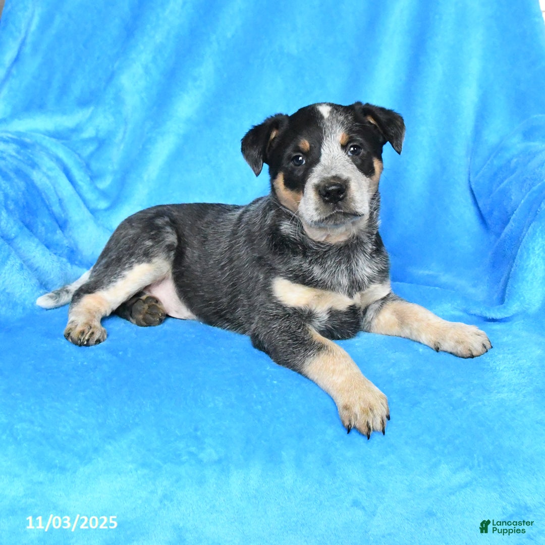 Australian Cattle Dog dogs for sale: Tucker - Ad 3
