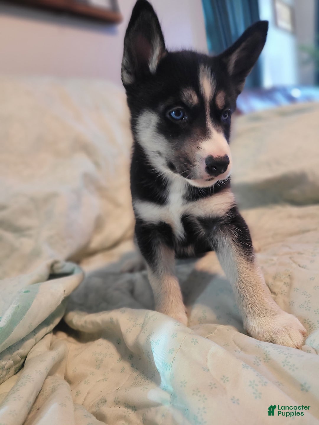 Siberian Husky dogs for sale: Siberian Husky Puppy 3 - Ad 1