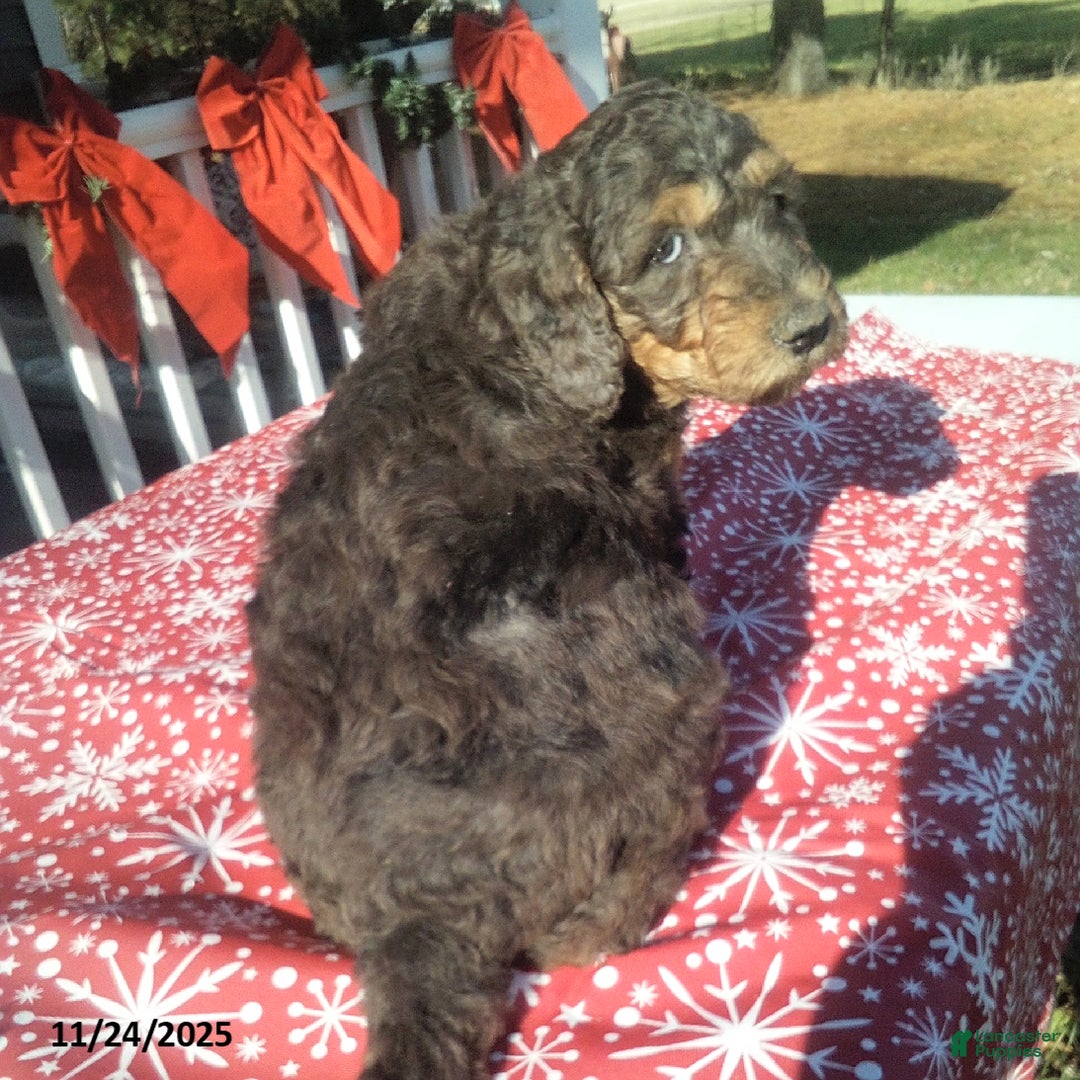 Goldendoodle dogs for sale: Meggie - Merle - Ad 2