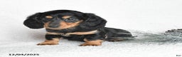 Dachshund dogs for sale: Joy - Ad 3