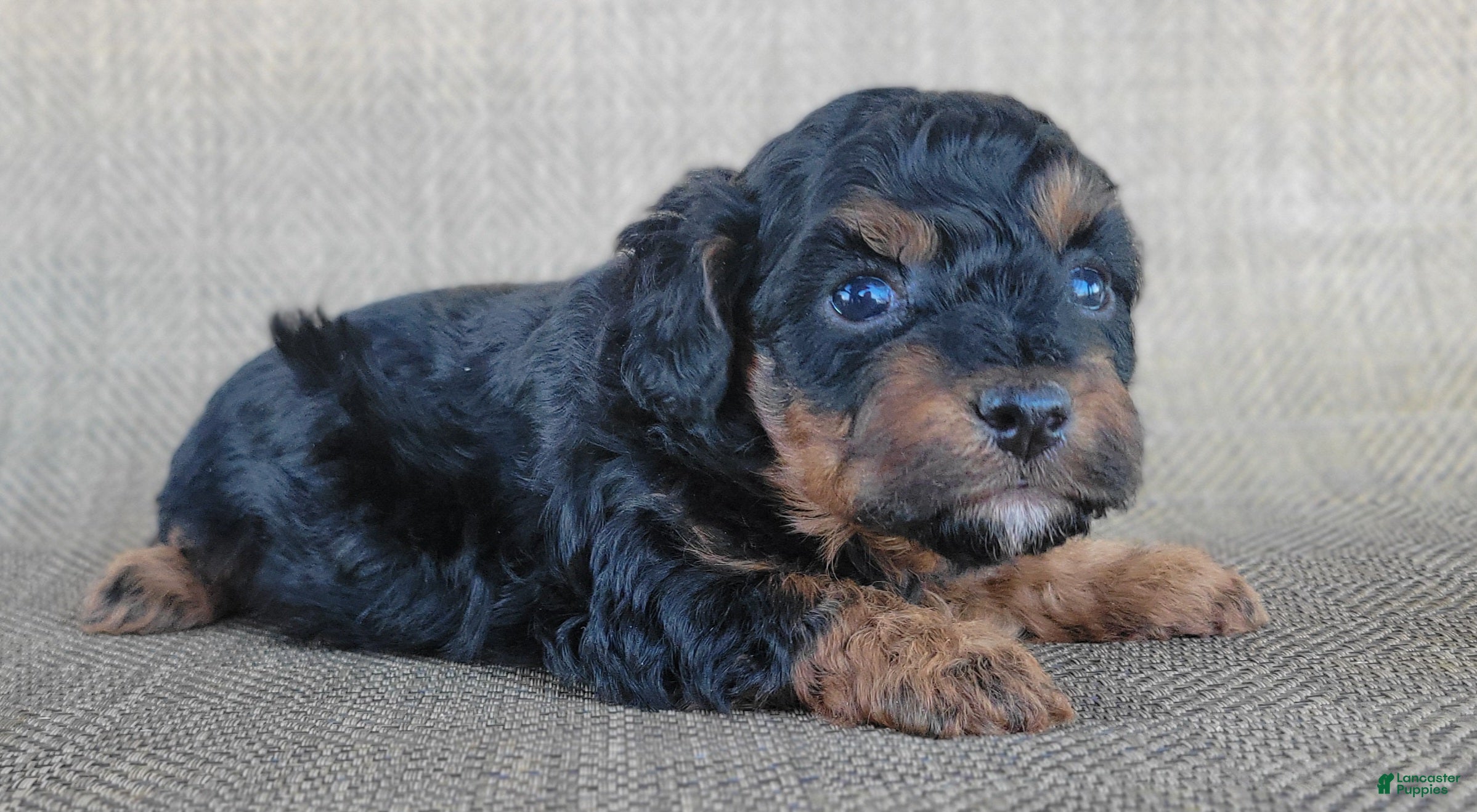 Shihpoo dogs Maui  - Ad 1