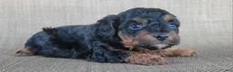 Shihpoo dogs for sale: Maui  - Ad 1