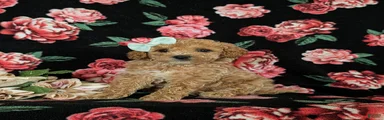 Ophelia