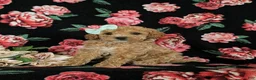 Miniature Poodle dogs for sale: Ophelia - Ad 1