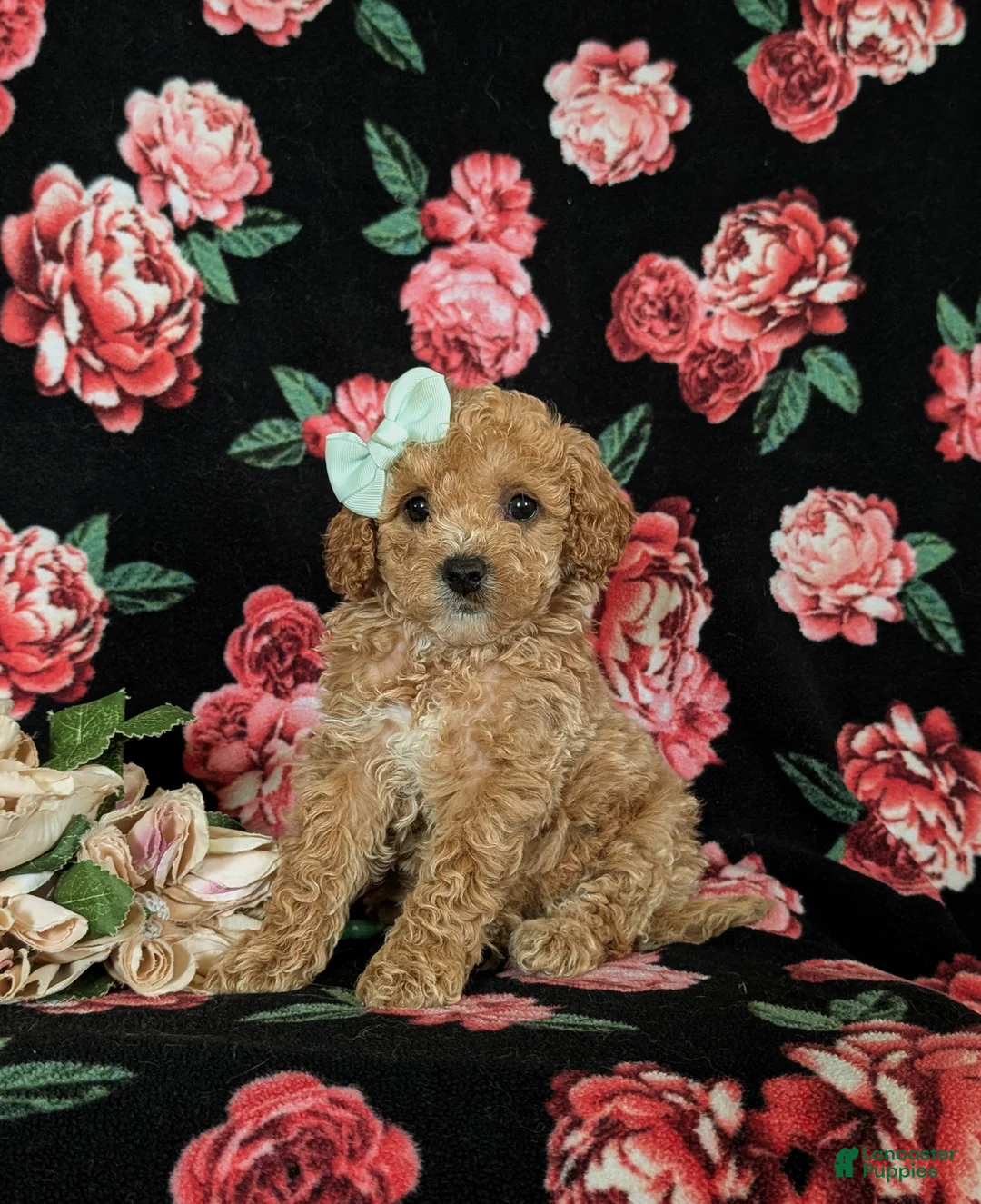 Miniature Poodle dogs for sale: Ophelia - Ad 1