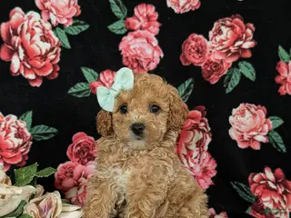 Miniature Poodle dogs for sale: Ophelia - Ad 1