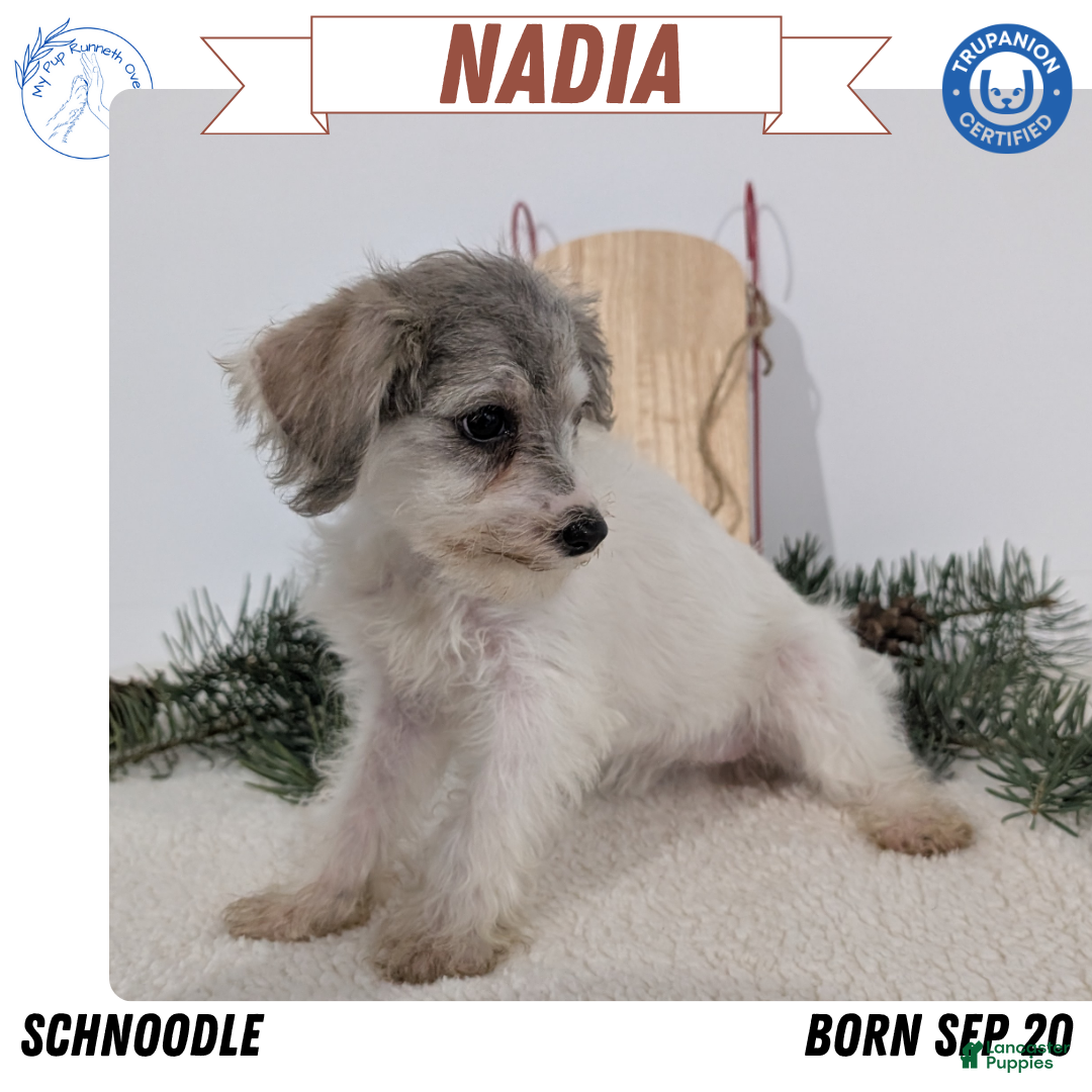 Mixed Breed dogs for sale: Nadia - Ad 1