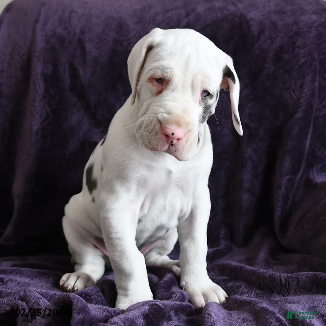 Great Dane dogs for sale: Aurora - Ad 2